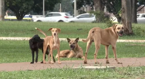 Tocantins sanciona lei que multa abandono de animais domésticos em até R$ 10 mil