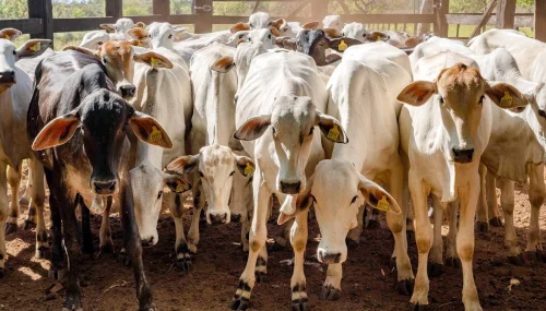 Gerente de fazenda é indiciado por castrar 13 bois de propriedade vizinha no Tocantins