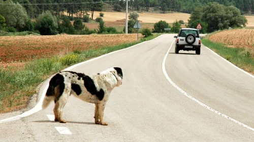 CNH pode ser cassada para motoristas que abandonarem animais em Palmas