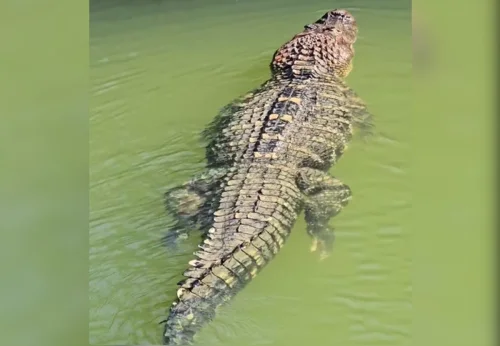 Jacaré-açu gigante é 'batizado' de Fred por pescadores na Ilha do Bananal (TO)