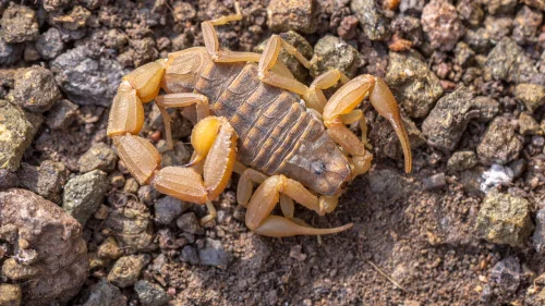 Plantas que afastam escorpiões: 4 espécies que também decoram sua casa