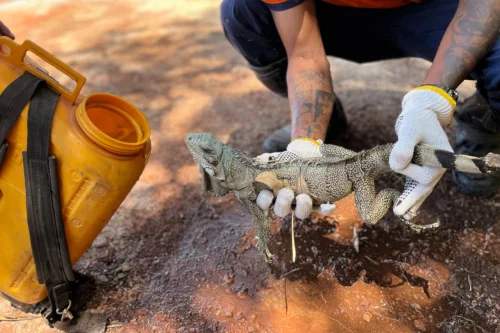 Brigadistas resgatam camaleão durante combate a incêndio em Palmas