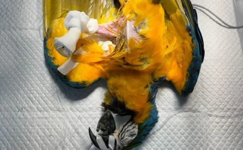 Arara-canindé recebe prótese após amputação de pata atrofiada no Tocantins