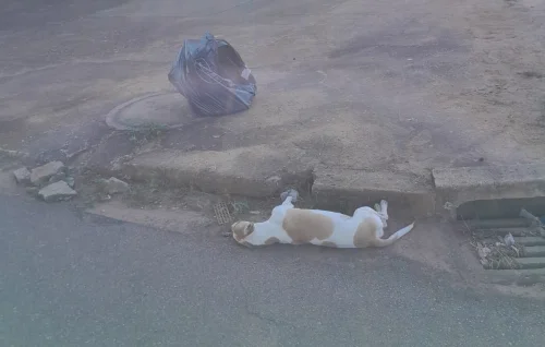 Palmas oferece coleta gratuita de animais mortos em residências; saiba como solicitar