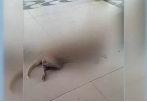 Criminoso invade casa, mata cadela a facadas e rouba caminhonete em Ananás