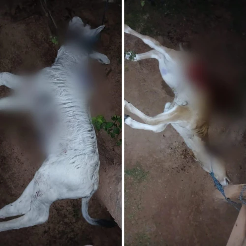 Após ataques a animais, prefeitura solicita ajuda do Estado para capturar onça no Tocantins