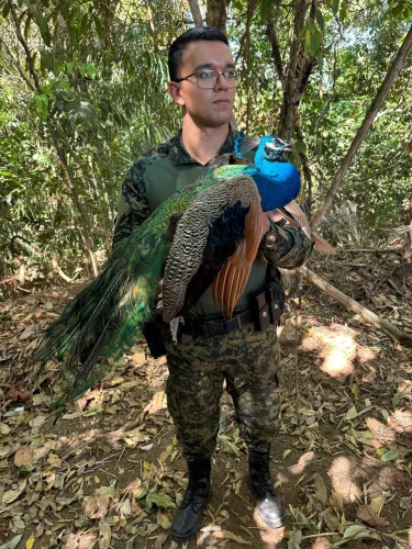 Guarda Metropolitana resgata pavão que circulava em shopping de Palmas