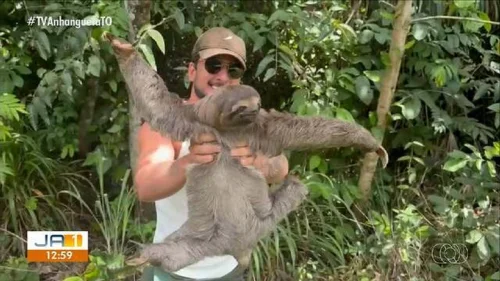 Influenciador ajuda bicho-preguiça a atravessar rodovia no Tocantins