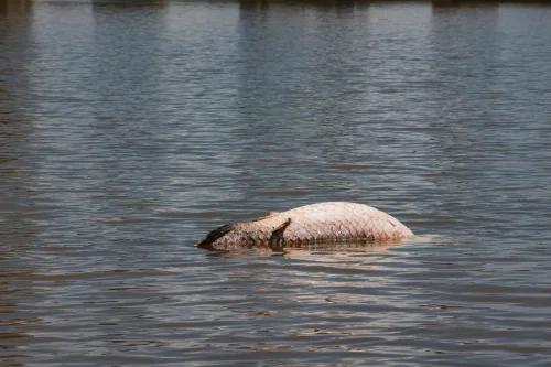 VÍDEO: Morador registra ‘despedida’ de peixes após pirarucu de 100 kg ser encontrado morto em lago