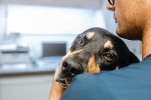 Março Azul-Marinho: Prefeitura de Palmas alerta sobre doenças gastrointestinais em animais