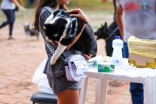 Palmas realizará vacinação antirrábica para cães e gatos neste sábado, confira os locais