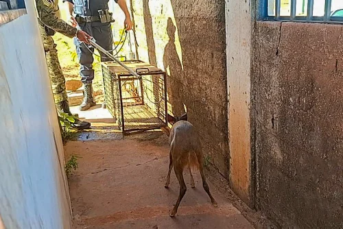 Guarda Metropolitana de Palmas resgata filhote de veado ferido em área industrial