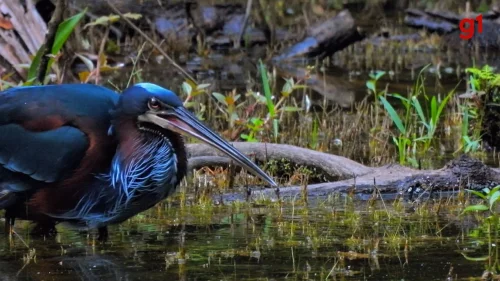 Garça-da-mata rara é flagrada pescando no Parque Cesamar em Palmas