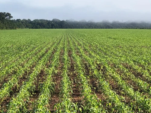 Falta de plano de manejo paralisa produção e segurança alimentar em APAs do Tocantins