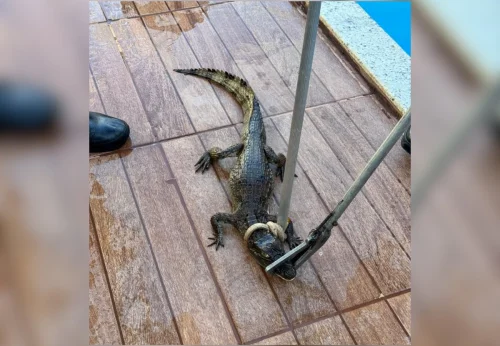 Filhote de jacaré é resgatado de piscina e devolvido à natureza em Gurupi