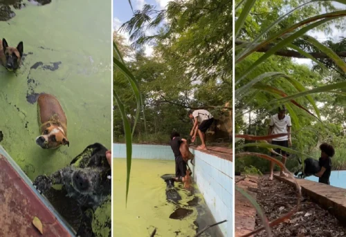 Jovens resgatam três cães de piscina em clube abandonado no Tocantins