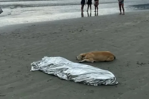 Cachorro não se afasta de dono encontrado morto em Balneário Camboriú