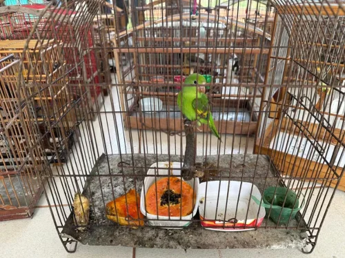 Operação resgata 133 pássaros de cativeiro e aplica R$ 18 mil em multas no TO