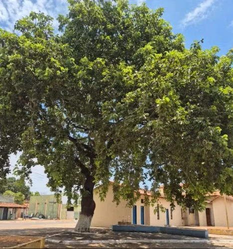 Pequizeiro histórico é salvo após mobilização popular em cidade do TO