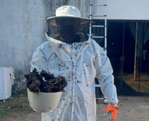Guarda Metropolitana Ambiental remove colmeia de abelhas em residência rural de Palmas