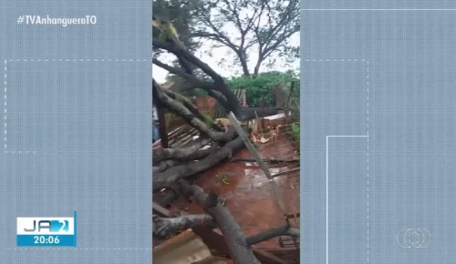 Temporal destrói abrigo de mais de 200 cães em Palmas; animais são resgatados ilesos