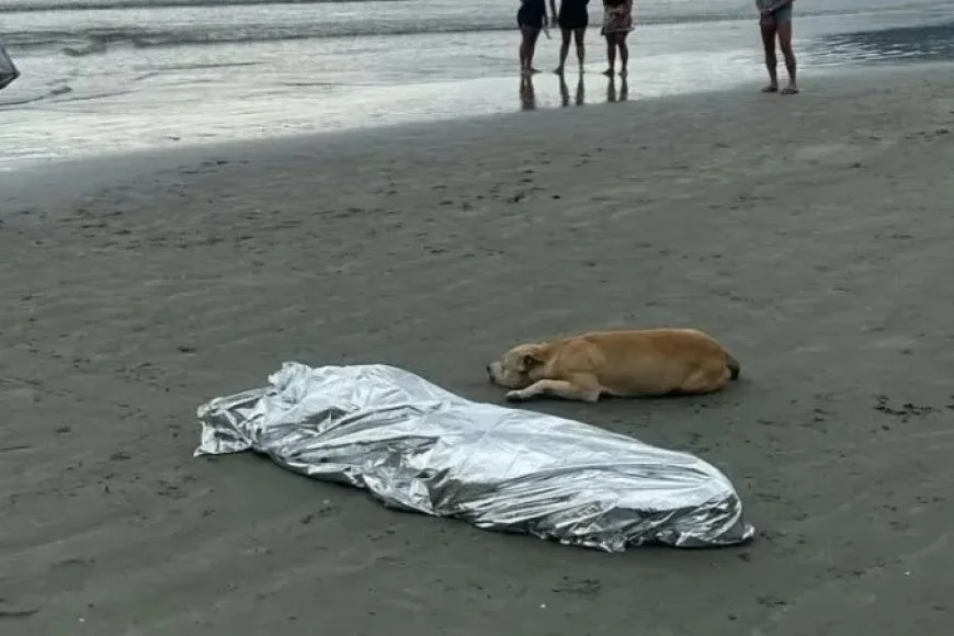 Cachorro não se afasta de dono encontrado morto em Balneário Camboriú - Mobile View