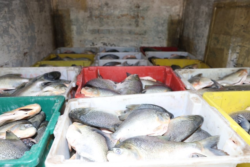 Apreensão de quase quatro toneladas de pescado gera distribuição para instituições de caridade em Palmas