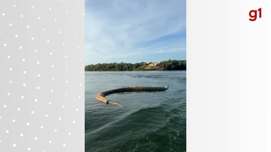 Cobra gigante morta é encontrada boiando em lago na Austrália