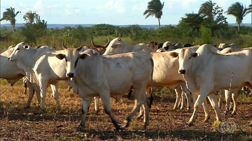 Pecuaristas do Tocantins enfrentam desafios com a queda no preço da arroba