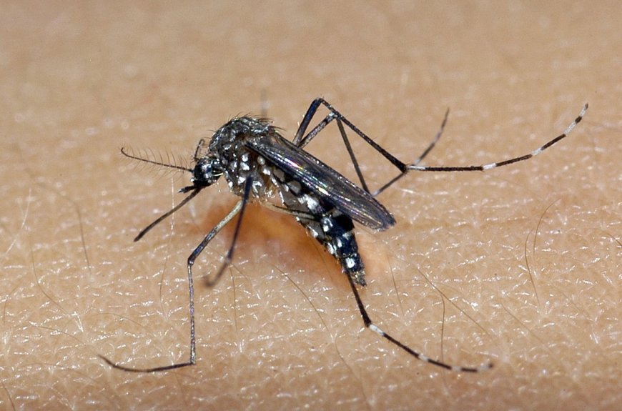 Estado de Tocantins enfrenta aumento de casos de dengue em 2024