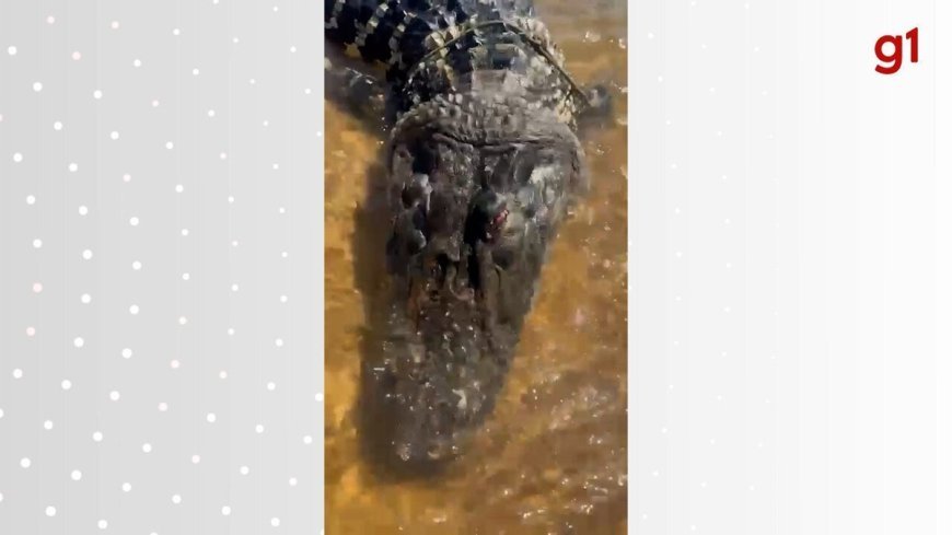 Turistas se deparam com jacaré gigante morto no Rio Araguaia