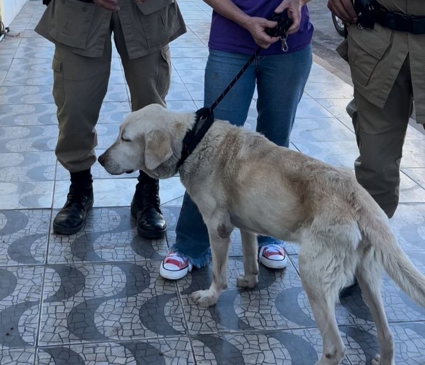 Cachorro resgatado de casa com sinais de maus-tratos em Gurupi