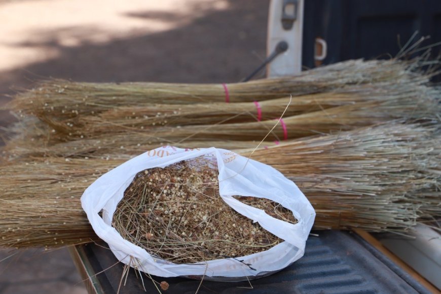 Instituto Natureza de Tocantins apreende capim-dourado coletado ilegalmente