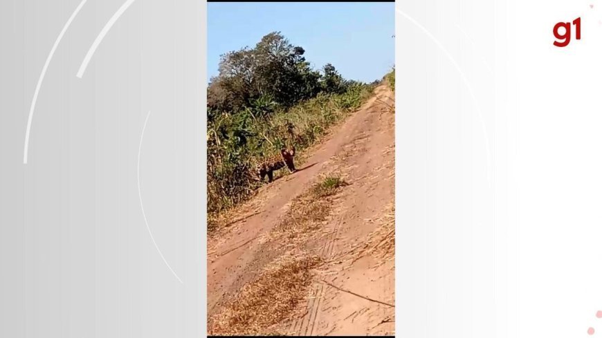 Onça-pintada é avistada em estrada de Formoso do Araguaia, no sul do Tocantins