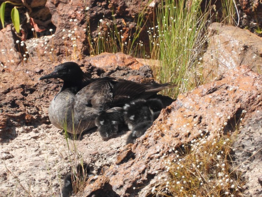 Descoberta de ninho de pato-mergulhão no Tocantins: uma esperança para a espécie.