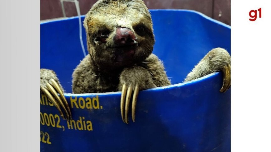 Incêndio devastador impacta animais silvestres em São Miguel do Tocantins.