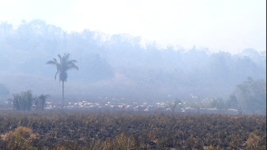 Incêndio devastador atinge zona rural de São Miguel, deixando moradores desabrigados e animais carbonizados.