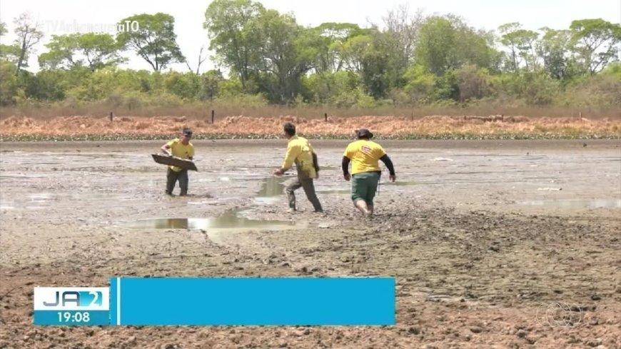 Brigadistas e indígenas se unem para resgatar pirarucus na Ilha do Bananal