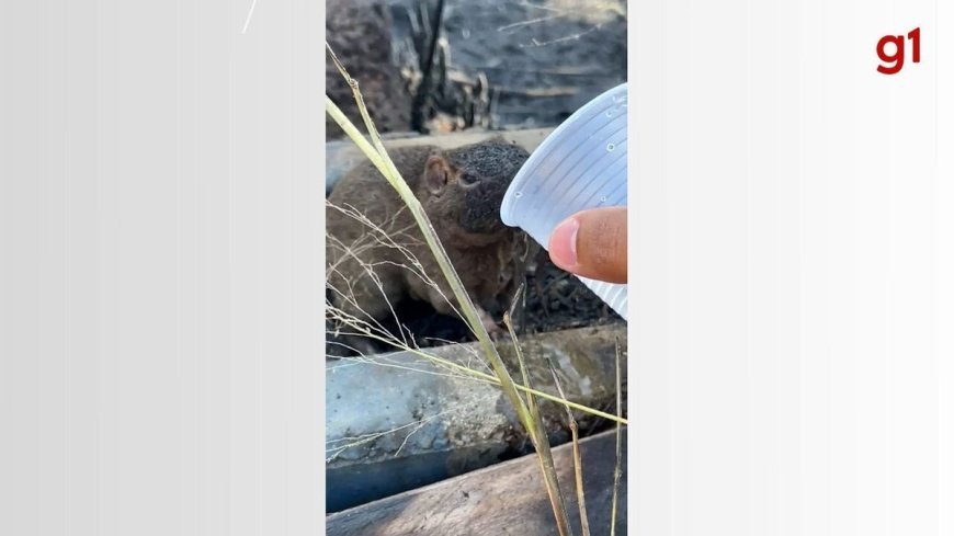 Vendedor se torna herói ao resgatar preá vítima de queimaduras em incêndio florestal.