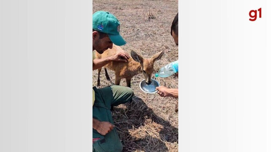 Resgate de animais vítimas de incêndios florestais no Tocantins