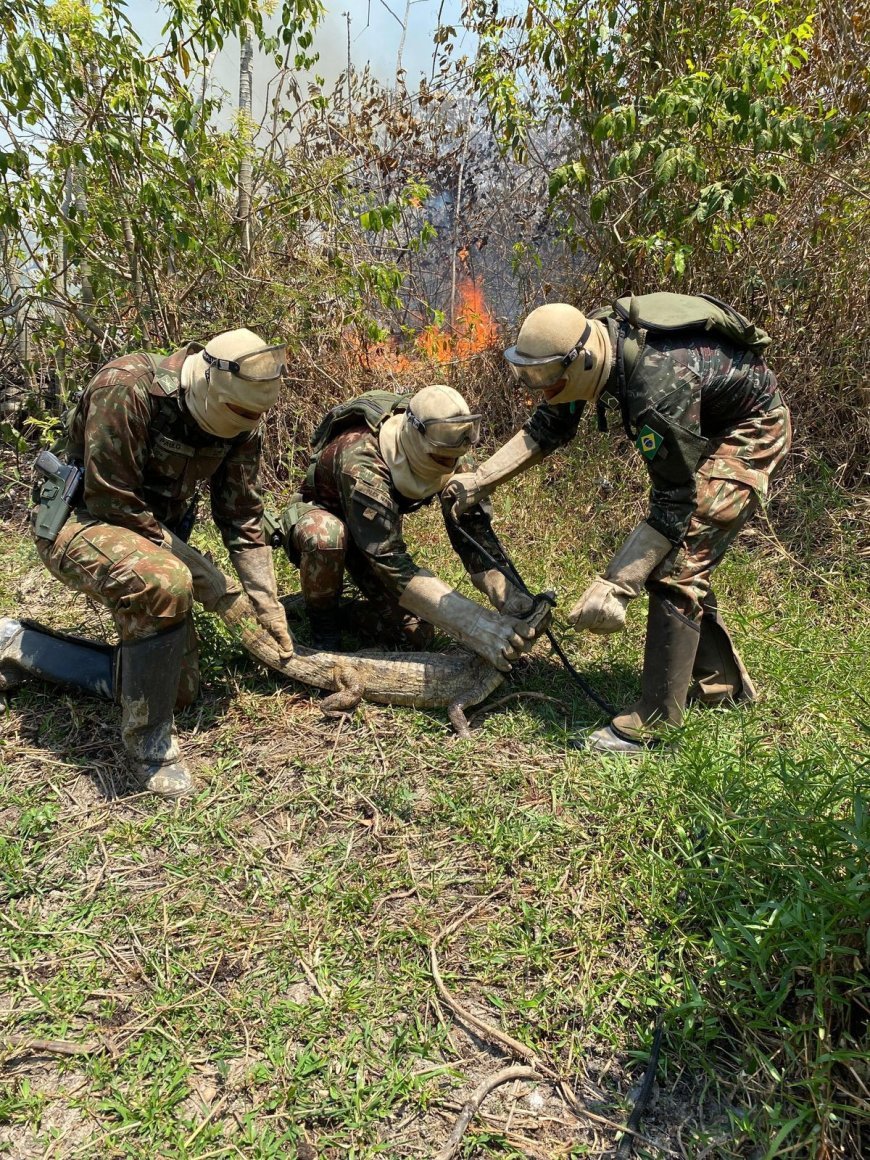 Equipe do Exército resgata jacaré em meio a incêndios na Ilha do Bananal.