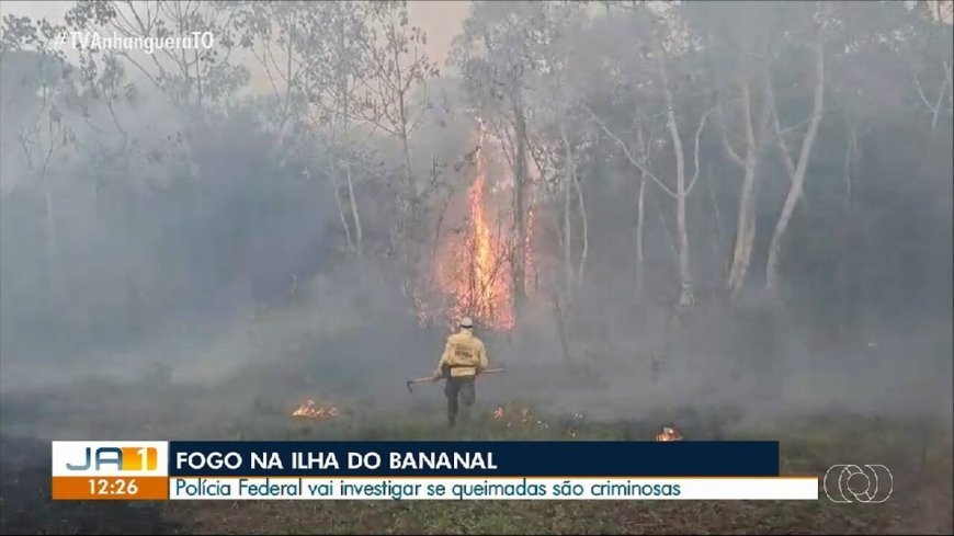 Animais lutam por água na Ilha do Bananal enquanto brigadistas combatem incêndios com apoio da FAB