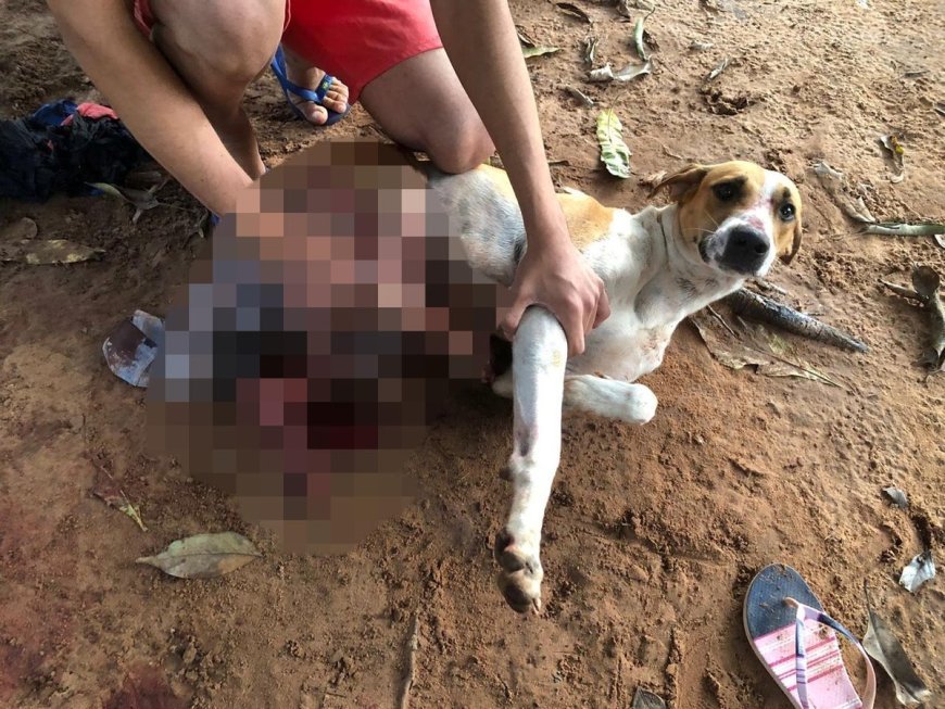 Homem é indiciado por agredir cachorro com chicote em Nova Olinda